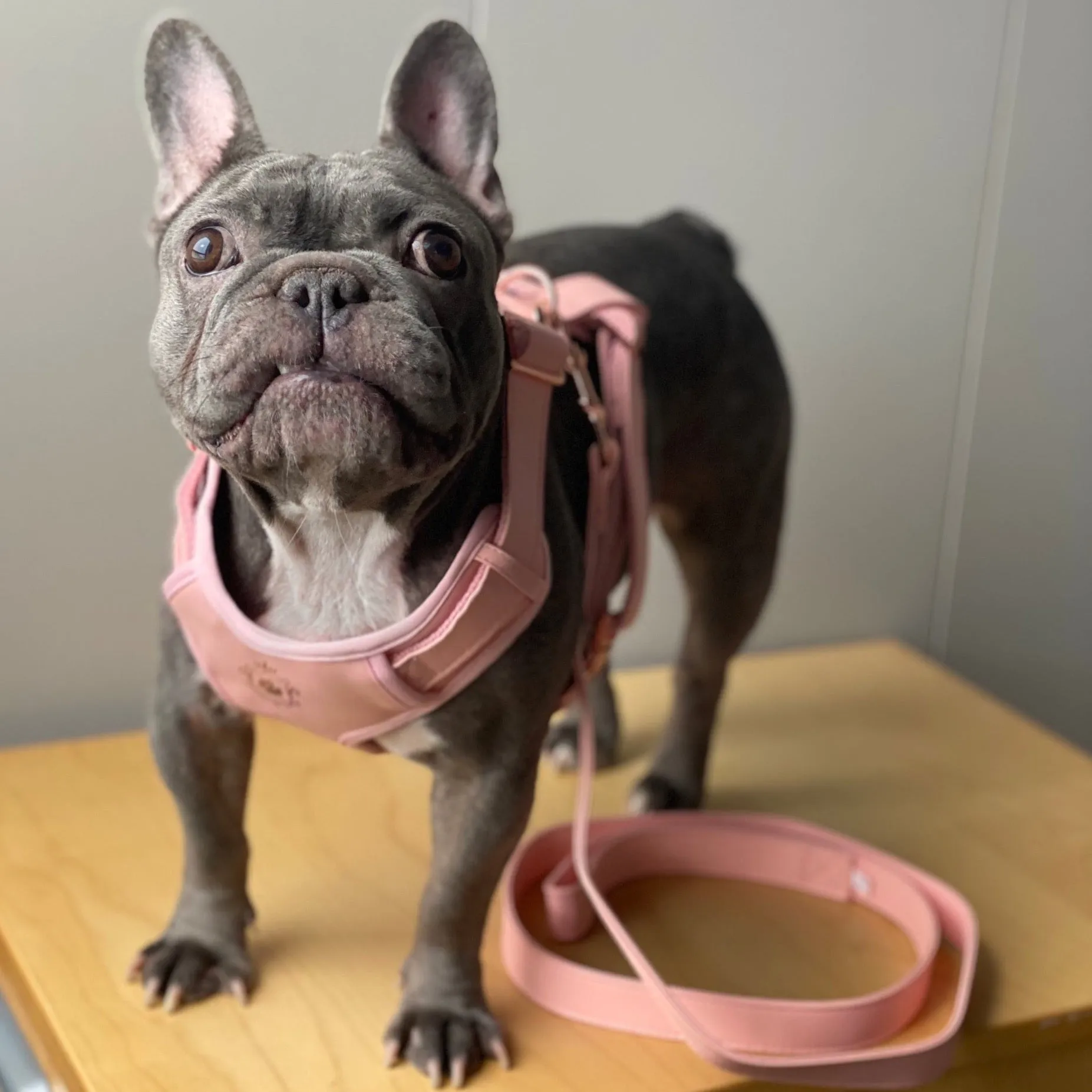 Candy Pink Leash & Harness Set