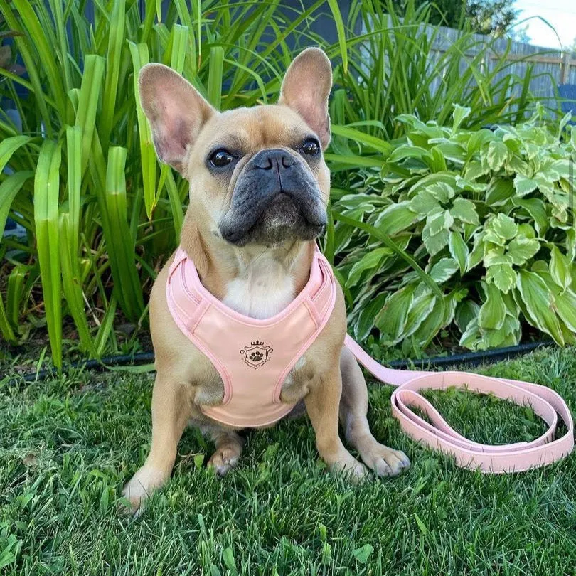 Candy Pink Leash & Harness Set