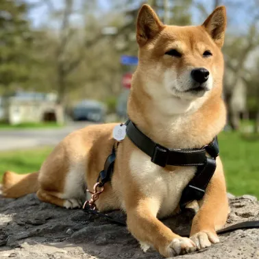 Dark Knight Harness